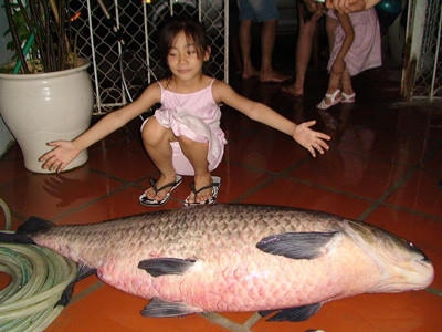 Một chú trắm đen khá lớn do câu được ở Hồ Tây. (Ảnh sưu tầm).