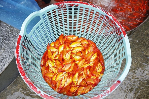 Những thùng cá với những con cá chép vàng rực được tiểu thương cân bán cho khách hàng. Ảnh: Như Trường.