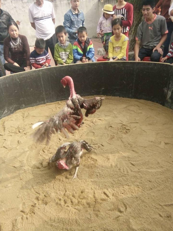 Hai chú gà chọi thi nhau thể hiện những "đòn" để hạ đối thủ.