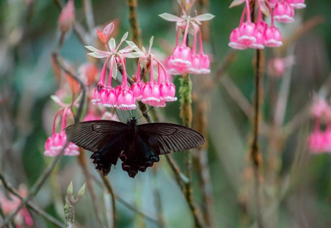 Hình ảnh bướm hút mật bên hoa...