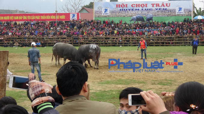 Ngùn ngụt kéo nhau đi xem hội chọi trâu không phép tại Yên Bái