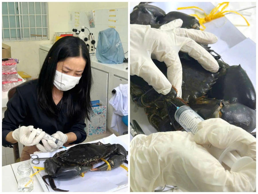 Bà Võ Bích Xoàn – Phó Phân viện trưởng Phân viện Nghiên cứu Nuôi trồng Thủy sản Nam Sông Hậu thực hiện tiêm formol để bảo quản tiêu bản “Vua cua” Cà Mau năm 2025.