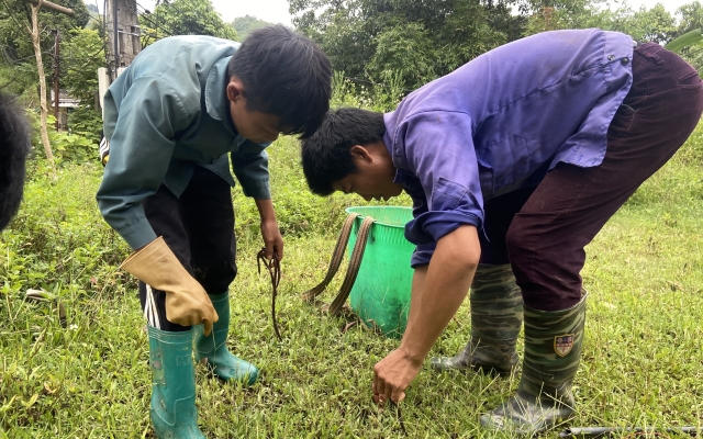 Lào Cai: Xử lý nghiêm các cơ sở sơ chế giun đất xả thải gây ô nhiễm môi trường