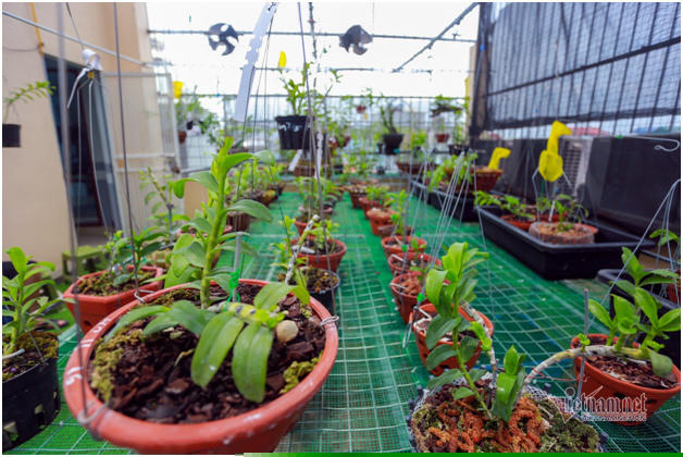 Vườn lan đột biến trị giá tiền tỷ của hai anh.