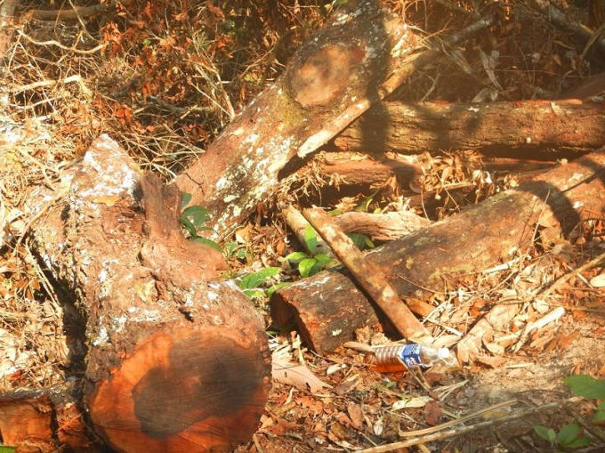 Một bãi khai thác gỗ mun khác của "lâm tặc" để lại giữa rừng ở tiểu khu 649.