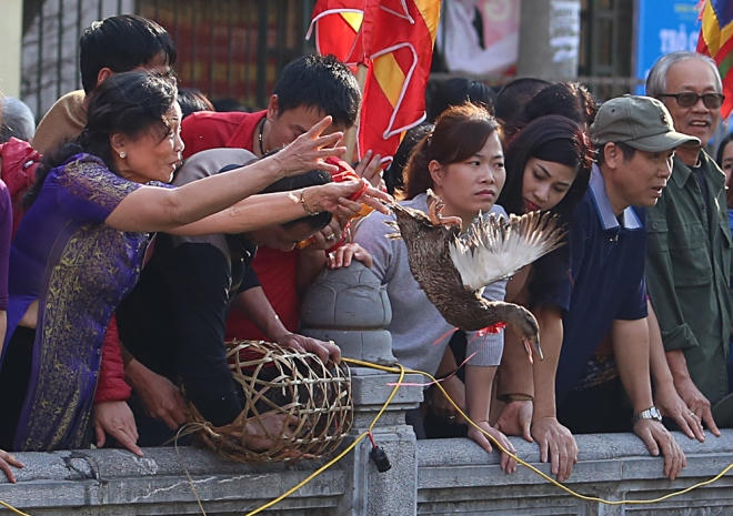 5 con vịt được ban tổ chức thả xuống chiếc ao trước cửa đình, bất kỳ người dân và du khách nào cũng có thể tham gia bắt.