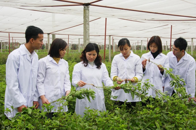 Đoàn cán bộ của Công ty Dược phẩm Tâm Bình thăm khu trồng dược liệu.