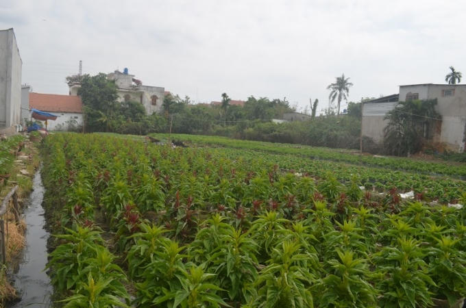 Tập trung chủ yếu ở khu phố 2 và khu phố 4 (phường An Phú Đông). Trong ảnh; Hoa mồng gà.