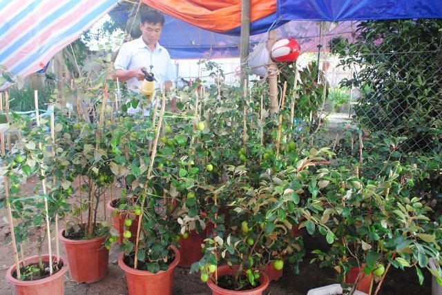 Những cây táo cảnh là "hàng độc" dịp Tết (ảnh Duy Ngợi).