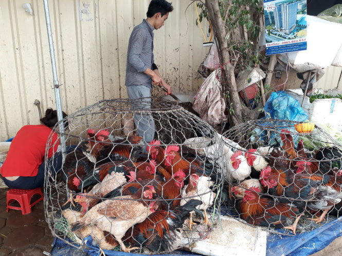 Buôn bán và làm thịt cá, gà ngay cạnh các căn hộ - Ảnh: QUANG THẾ