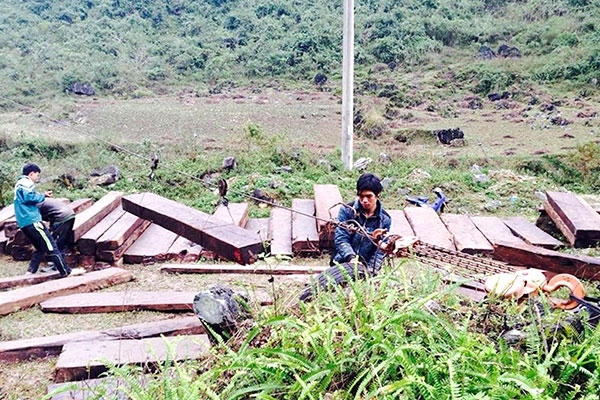 Gỗ được xẻ ngay trong rừng.