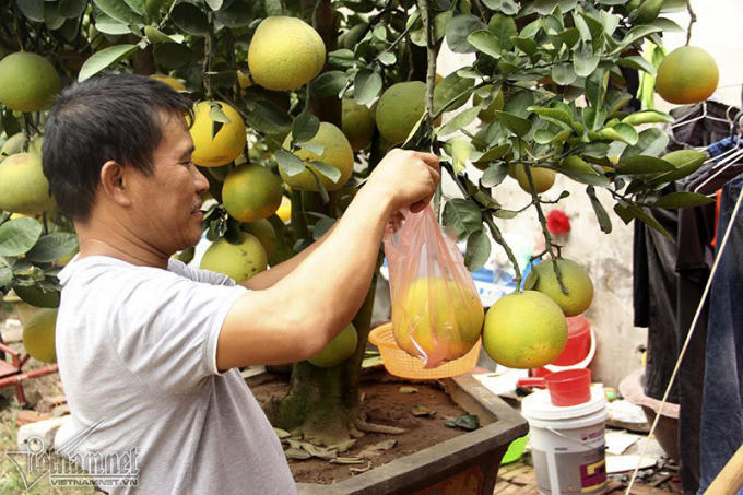 Theo chủ vườn, để cho ra đời một cây bưởi đẹp, người trồng phải mất rất nhiều công sức. Cứ trồng 100 cây chỉ khoảng 20 cây thành công. Sau khi mua về, các gốc bưởi được trồng xuống đất và chăm sóc 5-6 năm, sau đó đánh lên chậu.