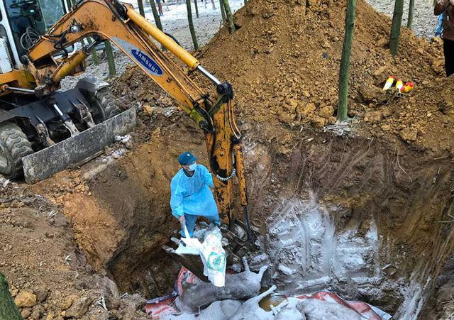 Dịch tả lợn châu Phi đã lan ra 17 tỉnh, thành phố của Việt Nam.