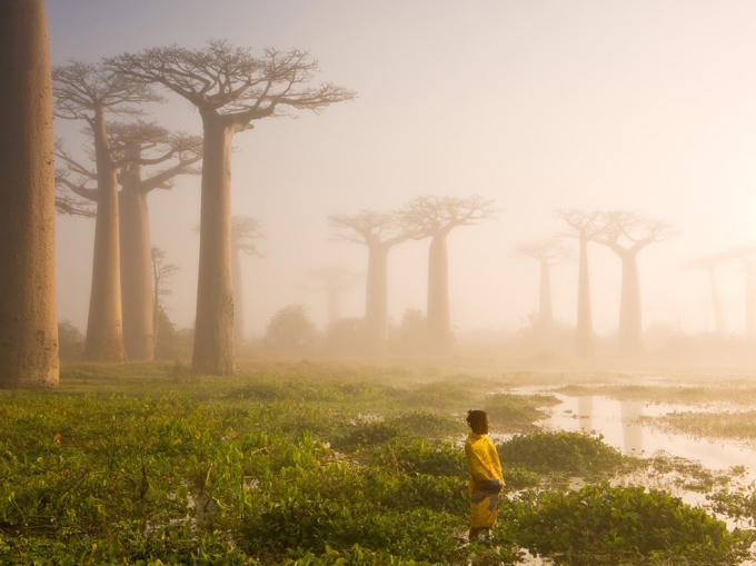 Những cây baobab ở Madagascar đã hàng trăm, thậm chí hàng nghìn năm tuổi. Chúng có một hệ sinh thái riêng, đem lại nguồn sống cho động vật và con người. Ảnh: Van Oosten.