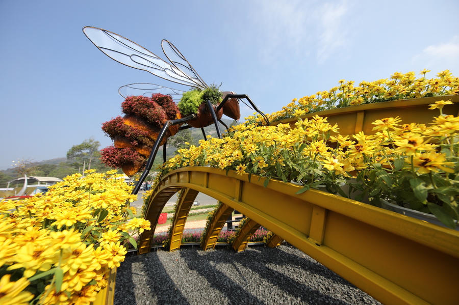 Những cung đường hoa tại núi Bà Đen dịp Tết này.