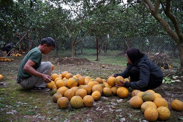 Năm nay thời tiết khá thuận lợi, ít mưa nên hầu hết các gốc bưởi Diễn đều được mùa, sai quả. Đối với người dân Phú Diễn, đây là nguồn thu nhập quan trọng trong năm.