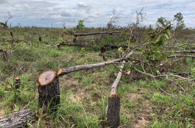 Vụ phá hơn 380 ha rừng tại huyện Ea Súp: Cơ quan công an đang mở rộng điều tra