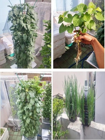 Bắt đầu làm vườn từ tháng 3, anh Sơn từng gặp nhiều khó khăn do tự chế mọi thiết bị và nguồn vốn eo hẹp. Nhưng chủ vườn cảm thấy rất hài lòng vì sau khi lắp đặt xong, mô hình thích hợp với những người "siêu lười" như anh.