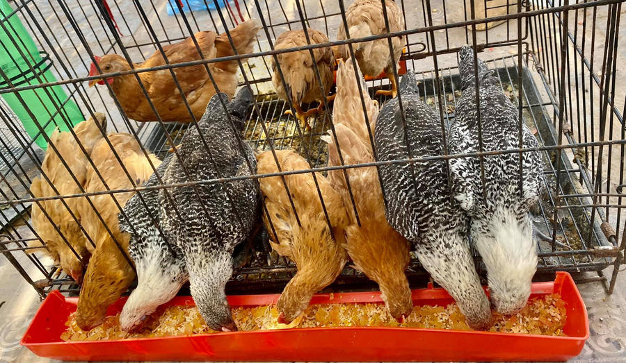 Chị Thùy Linh nuôi gà, chim cút để lấy trứng và làm thịt.