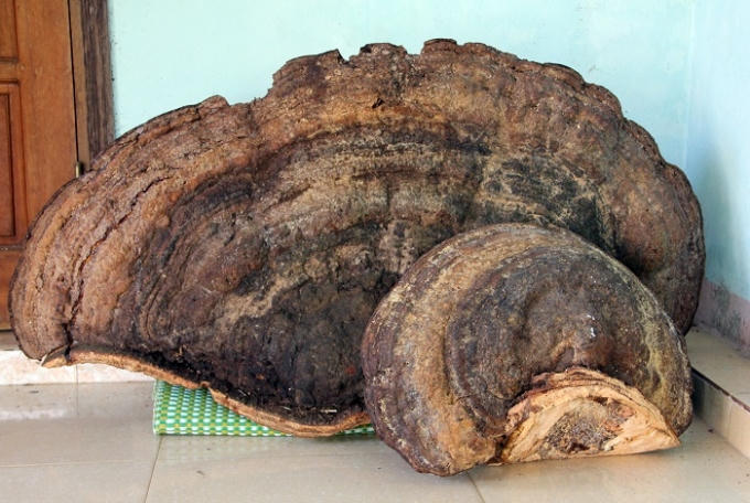 Cây nấm linh chi khổng lồ được ông Toàn mua về (Ảnh: Duy Ngơị)
