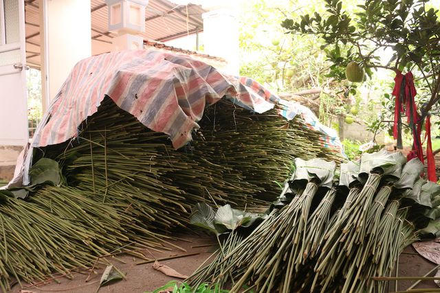 Lá dong thu hoạch về được chất thành đống, che bạt trong sân nhà người dân ở thôn Tràng Cát.