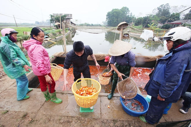 Với một tấn cá thu hoạch, trừ tất cả chi phí, người dân lãi khoảng 70 triệu đồng.