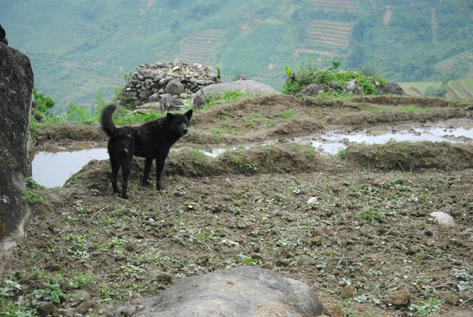 Ruộng nứt nẻ, không thể sản xuất vì thiếu nước.