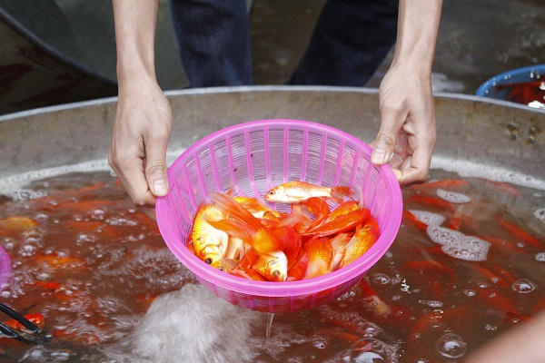 Hiện tại giá cá chép trung bình từ 50.000-70.000 đồng/kg.