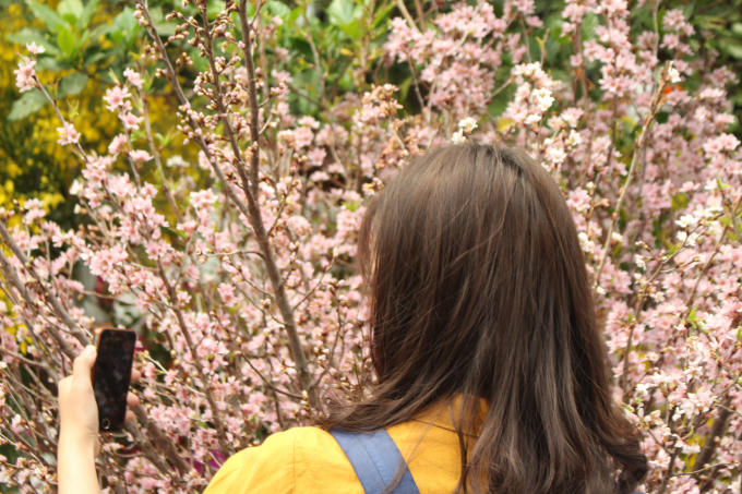 Đây cũng là dịp để ngắm hoa,“checkin” cùng bạn bè, người thân. 