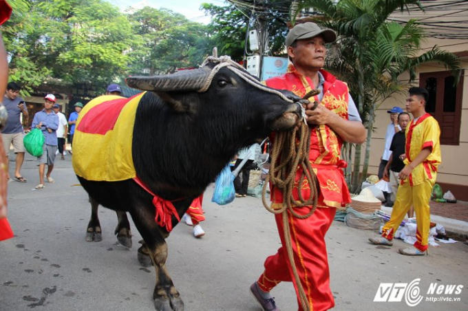 18 ''ông trâu'' được rước vào khu vực đấu trường để tham gia vòng chung kết Lễ hội chọi trâu Đồ Sơn năm 2017.