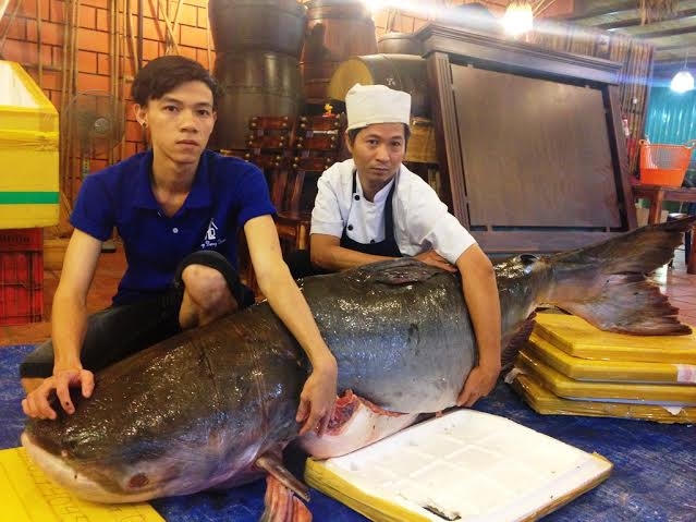 Cá tra dầu khủng 200kg.