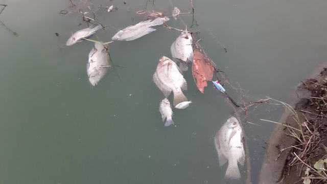 Cá chết nổi lềnh bềnh trên mặt nước