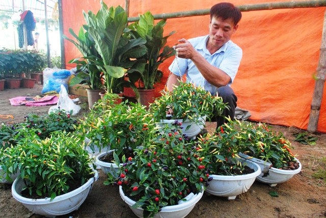 Nhiều loại cây cảnh lạ được người trồng hoa bày bán dịp Tết (ảnh Duy Ngợi).