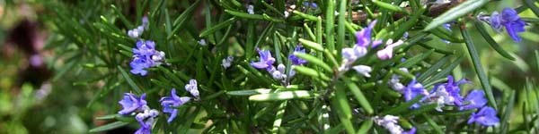 Hương thảo (Rosemary)