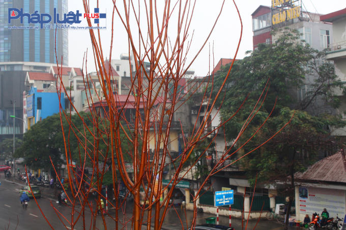 Trước đó, tại hội thảo về cây xanh, hồ nước diễn ra sáng 13/1, ông Nguyễn Đức Chung - Chủ tịch UBND TP Hà Nội cho biết, khí hậu nước ta rất thuận lợi để nghiên cứu, tiếp thu những giống cây, hoa mới trên thế giới.