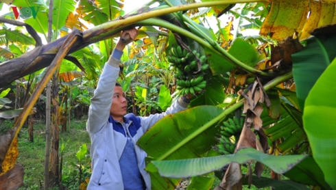 Chuối ngự Đại Hoàng là giống chuối quý, được Nhà nước bảo tồn nguồn gen.