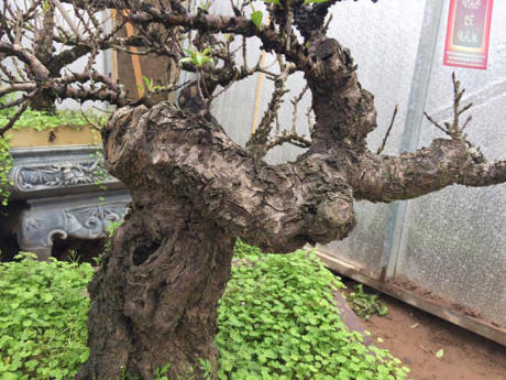 Cây đào Thất Thốn có gốc xù xì, cành khẳng khiu
