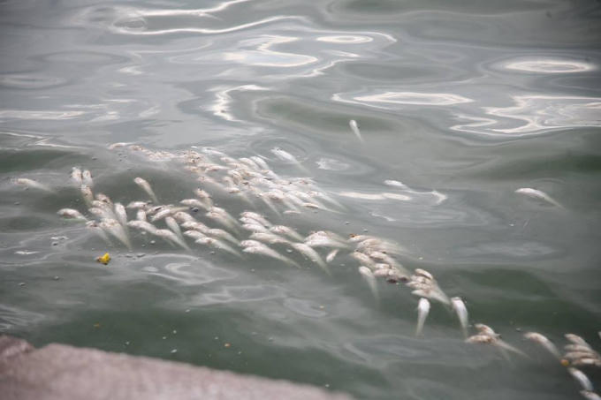 Được biết, toàn bộ số cá chết  sẽ được cho vào bao tải và chở đến Trung tâm xử lý rác thải Nam Sơn tiêu hủy. Đòng thời cơ quan chuyên ngành cũng lấy mẫu nước hồ, cá gửi đi phân tích tìm nguyên nhân.