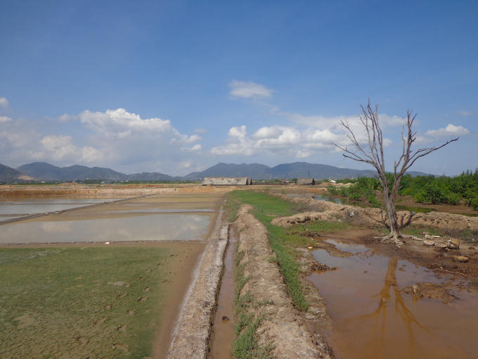 Ruộng muối của người dân đang canh tác nhiều năm khi thu hồi lại được cho là rừng phòng hộ.