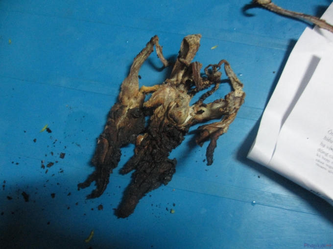 Miếng mực giả cháy đen sau khi đốt. (Ảnh: Thu Hường)