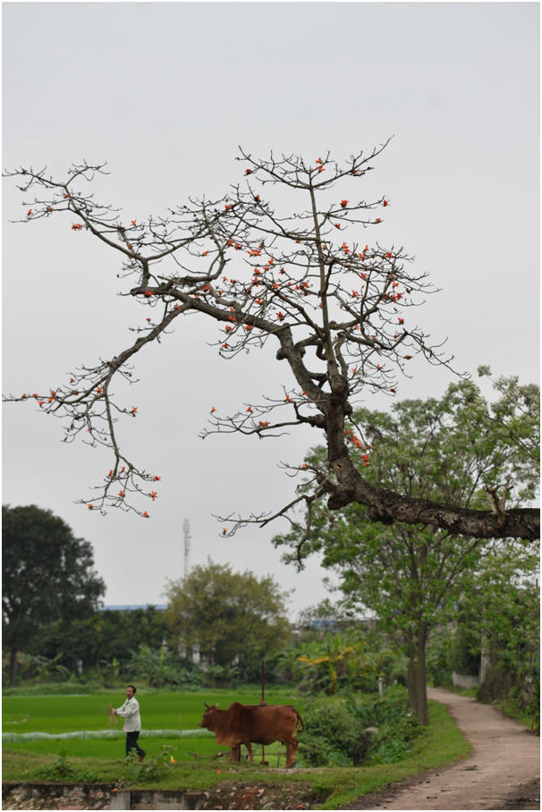 Ngắm hoa gạo đỏ rực trên phố phường Thủ đô