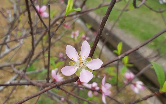 Hoa đào khoe sắc, báo hiệu mùa Xuân đang về.