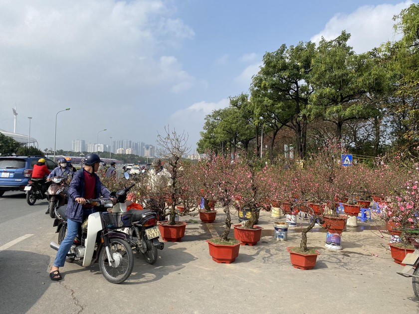 Tại đây, hàng trăm người bày bán cành đào với đủ hình dáng, thế. Hầu như cành đào nào cũng đã bung nở hoa. Người mua kẻ bán tấp nập, nhiều khách trả giá liên tục với mong muốn mua được cành đào đẹp giá phải chăng nhất.