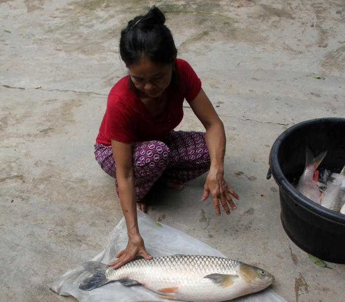 Những con cá lớn có trọng lượng 2,5 - 3kg bỗng chết trắng lồng.