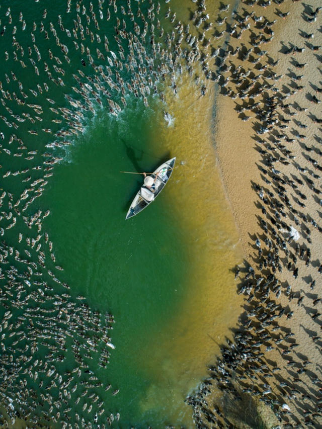 Chăn vịt (Ảnh: Thien Nguyen). Tác phẩm được đề cử ở hạng mục “Con người”.