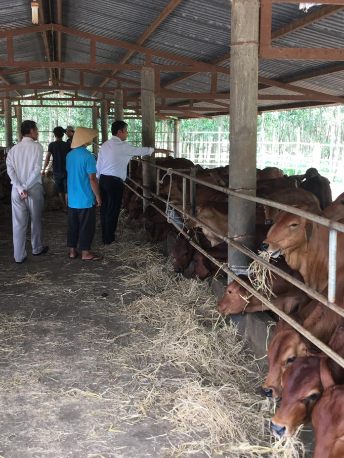 Quy trình chăn nuôi sạch là một trong những yếu tố đặc biệt được trại Bò Việt chú trọng để tạo nên những sản phẩm bò chất lượng.