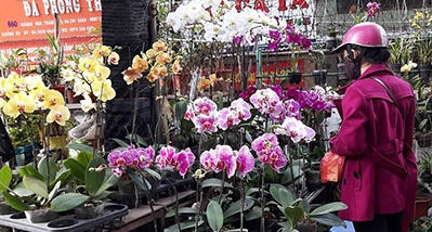 Hoa Lan nhập từ Đài Loan được nhiều khách lựa chọn