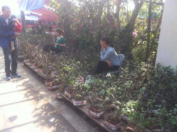 Cây cảnh là sản phẩm được bày bán nhiều nhất tại chợ Viềng.