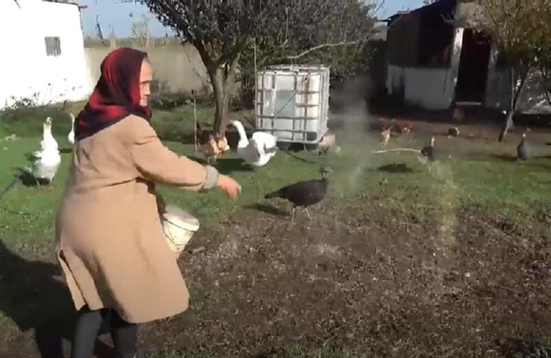 Những phụ nữ Việt theo chồng về Marocco đều làm nông nghiệp để sinh sống.