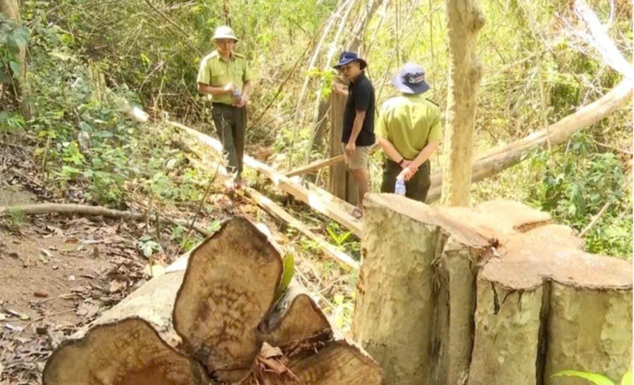 Vụ việc có dấu hiệu vi phạm nguyên tắc kế toán tiền mặt tại Công ty TNHH một thành viên Lâm nghiệp Kông H’de (huyện Kông Chro) chuyển sang Cơ quan Cảnh sát điều tra để xem xét, xử lý theo quy định của pháp luật. Ảnh: T.H